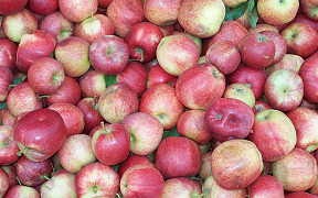 Wallpaper pfel apples