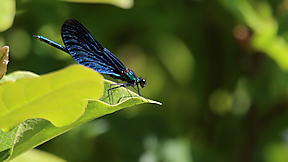 Wallpaper Blauflügel-Prachtlibelle (Calopteryx virgo), Männchen, Windeck