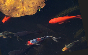 Wallpaper Goldfische Fischteich