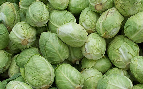 Wallpaper Kohl cabbage