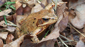 Wallpaper Grasfrosch