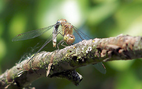 Wallpaper Libelle Troisdorf