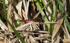 Wallpaper Blutrote Heidelibelle im Spreewald