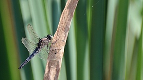 Wallpaper Libelle Großer Blaupfeil Lohmar