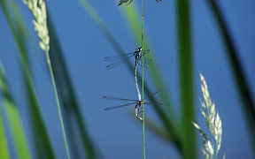 Wallpaper Ansatz zum Paarungsrad, Binsenjungfern, Lohmar