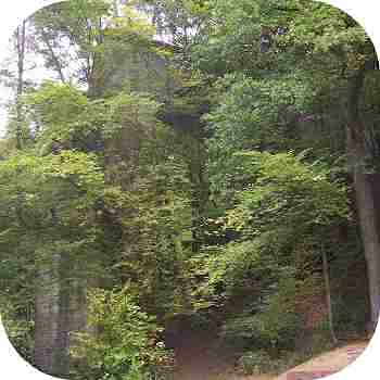 Seligenthal